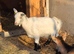 Pygmy goat