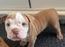 Olde tyme bulldog puppies