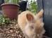 Dwarf Lionhead Boy