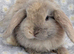 Mini lops