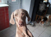 Weimaraner boy 3 years old for sale
