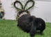 Mini lop please read description
