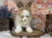 PEDIGREE ENGLISH ANGORAS
