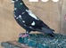 Beautiful Afghan pigeons