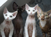 Chocolate Devon rex male kitten