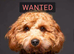 Wanted Cavapoo, Cockapoo! Loving home waiting for a Small Dog!