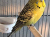Hand tamed budgie