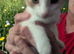 Beautiful Kittens