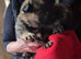 Gorgeous German Shepherd puppies