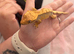 Crested Gecko for rehome