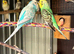 Breeding pair of budgies
