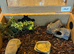 Russian Rat Snake with Setup