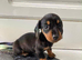 KC Registered Miniature Dachshund