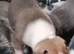 9 bullurcher cross staffy  puppies looking for loving homes