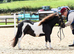 Miniature Shetland colt 3 year old