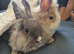 Beautiful tiny Teddy dwerg bunnies