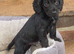 Cocker spaniel pups ready now quick sale