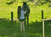 Appaloosa Filly