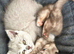 3 playful females left