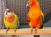 Sun Conure & Rosella
