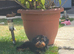 Cavapoo puppy