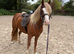 QUALITY SEC C 3yr filly