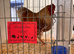 Buff laced Wyandotte Bantams