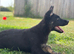 Working Line GSD Puppies KC Registered