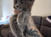 Maine coon kittens