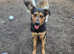 Shepherd x rottie looking for forever home