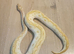 Ball pythons for sale