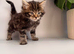 Male kitten for sale