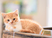 British shorthair kittens gccf reg