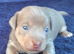 LILAC/BLUE and TAN JACK RUSSELL PUPPIES