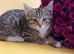 Cute kittens are looking for a new home.