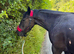 Black Cob X gelding 3years Mature 15.2hh