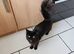 Black boy kitten