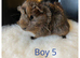 Baby guinea pigs for sale- beautiful colours, and condition.