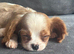 Cavalier King Charles