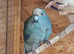 Proven cock kakariki