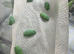 6 red eye tree frogs and enclosure
