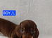 PRA, HEALTH CHECKED, ADORABLE MINIATURE DASHSHOUNDS