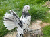 Indian fantails. ( Not all )