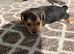 Jack russell puppies