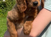 Cavapoo male available