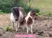 Show quality miniature Shetland filly foal