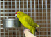 Kakarikis parrot
