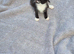 13 week old kittens