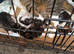 Beautiful kittens for sale ASAP