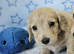 Clear cream long haired mini dachshunds